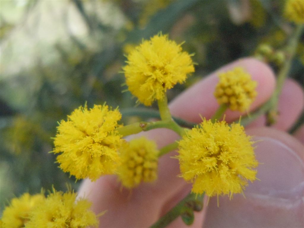 Mimosa particolare